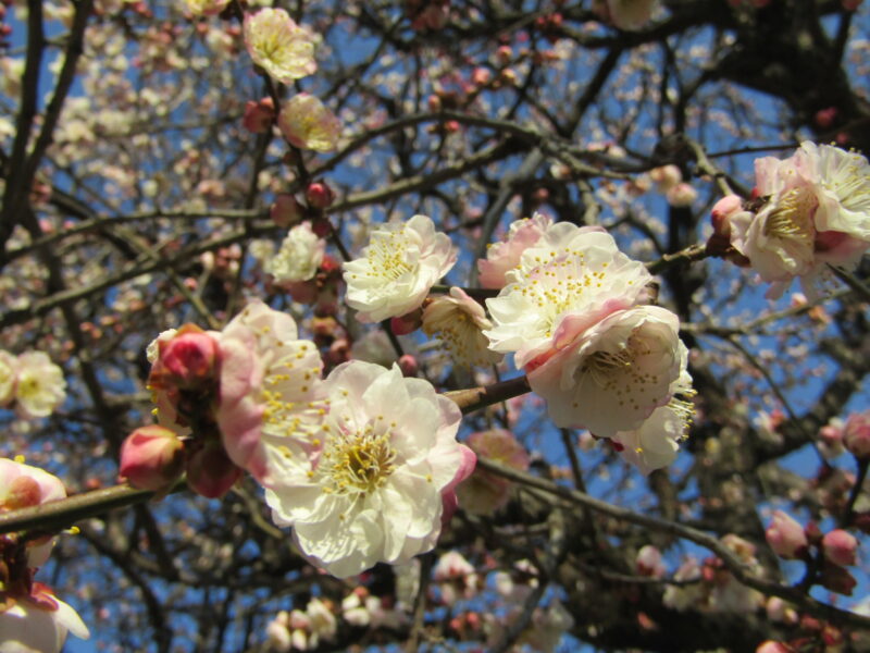 北野神社の紅白の梅