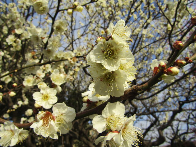 北野神社の梅　