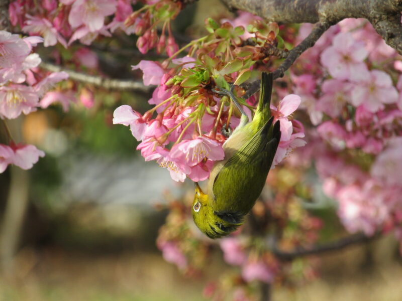 萩中公園の河津桜とメジロ