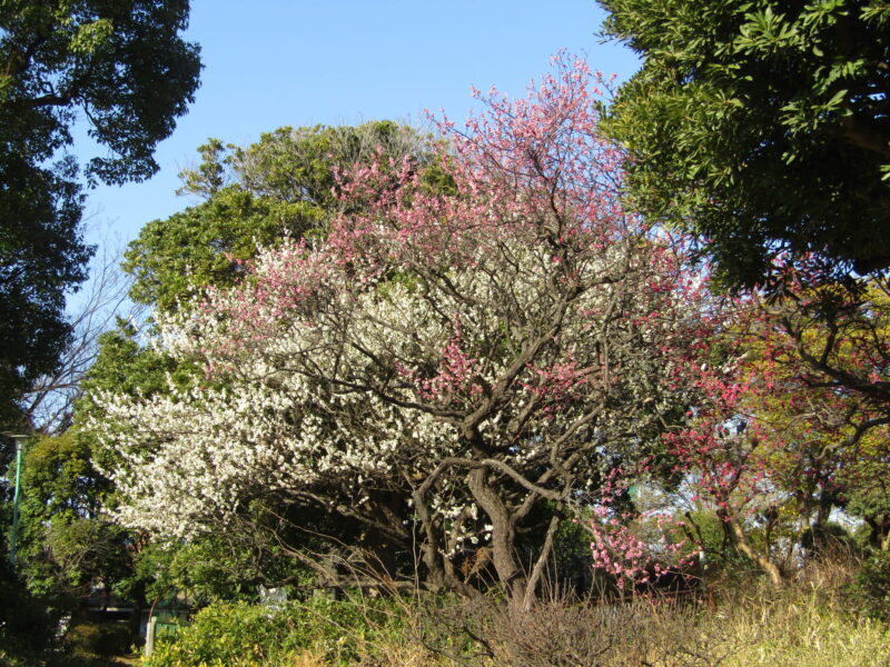 萩中公園の梅