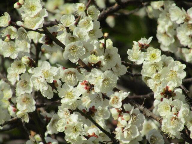 北野神社の白梅