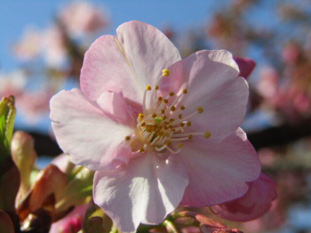 萩中公園の河津桜