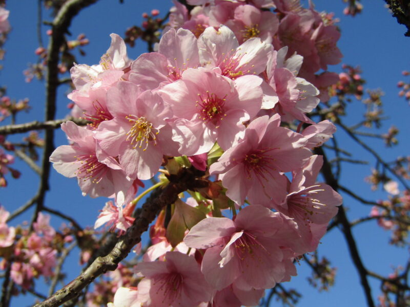 萩中公園の河津桜
