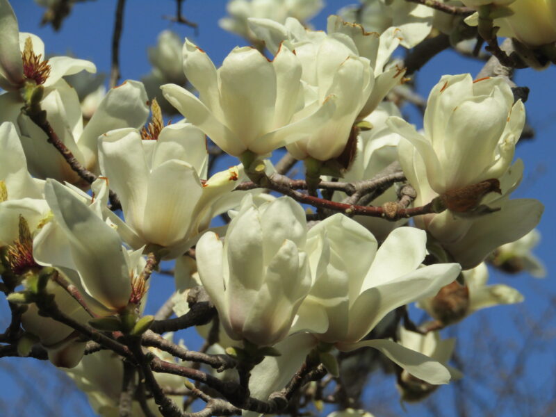 水神公園の木蓮