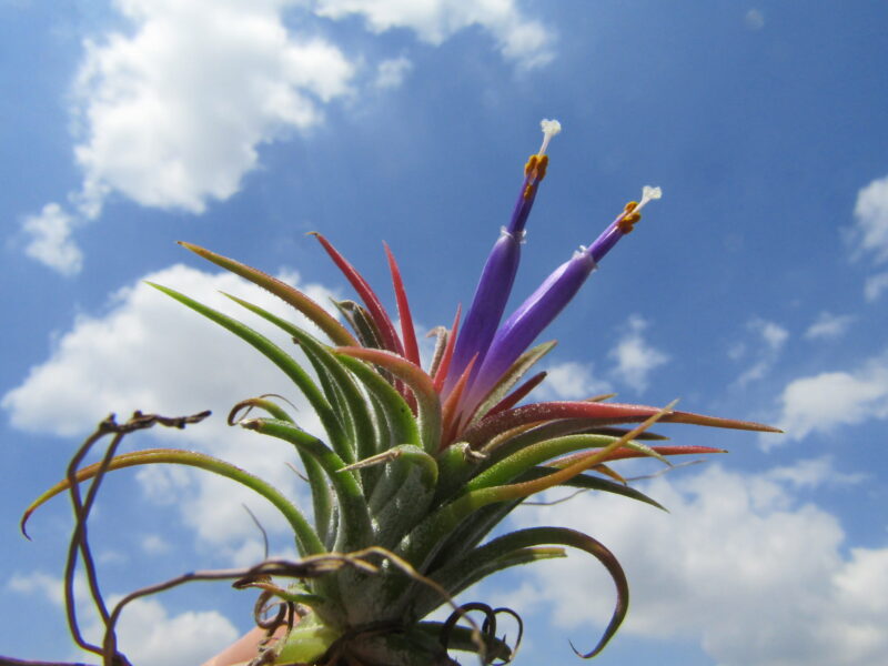 チランジアの花が咲いた